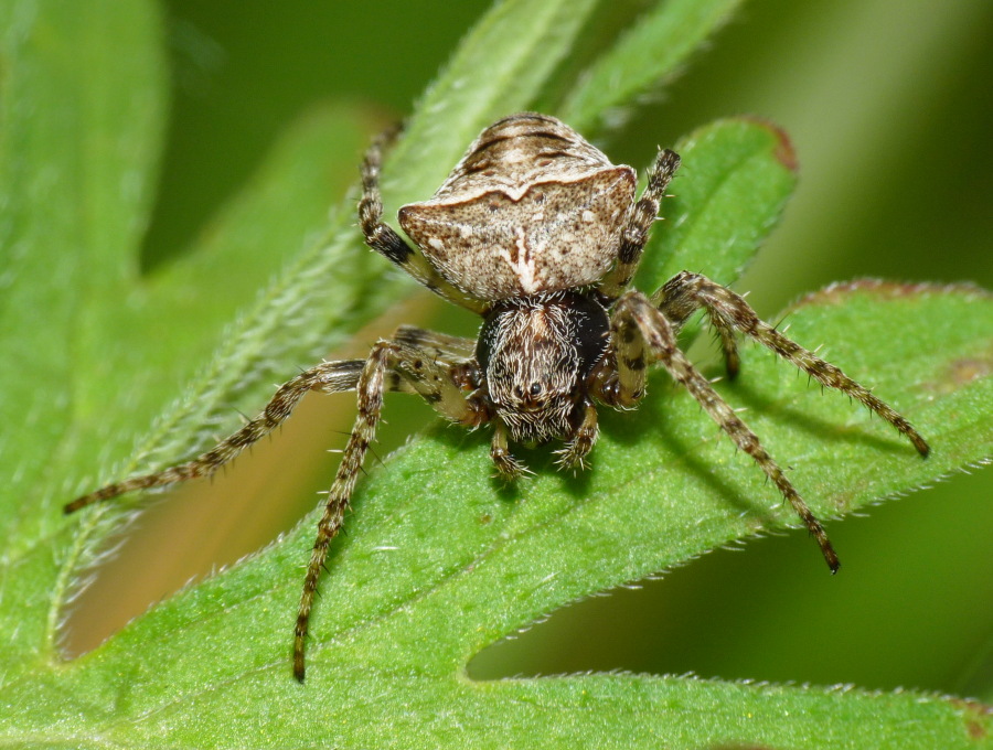 Gibbaranea sp.